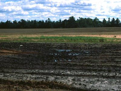 Gleysol Landscape