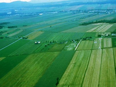 Cultivated Gleysol Landscape