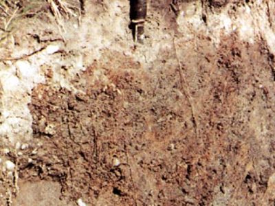 Poorly drained Gleysol Profile