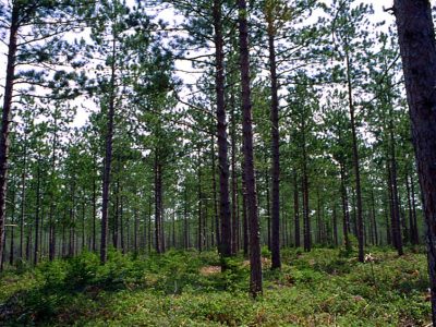 Gray Luvisol Landscape