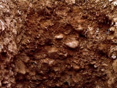 Pleistocene Paleosol (luvisol) Profile
