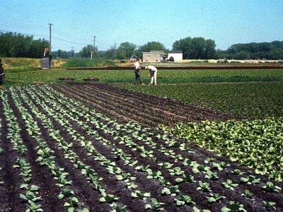 Cultivated Organic Landscape