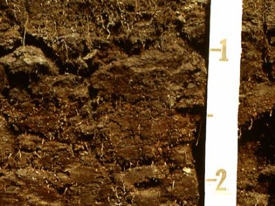 Mesisol Profile