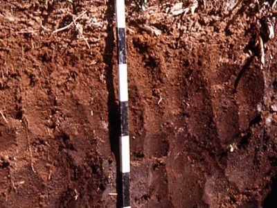 Organic Mesisol profile