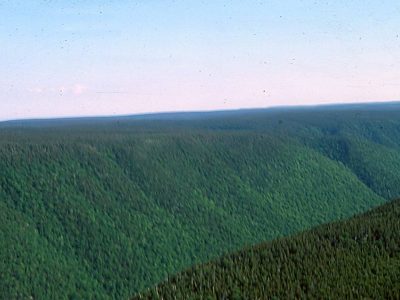 Ferro-Humic Podzol Landscape