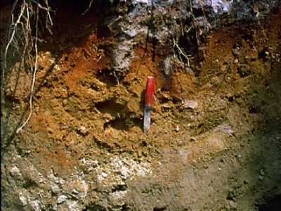Ferro-Humic Podzol Profile