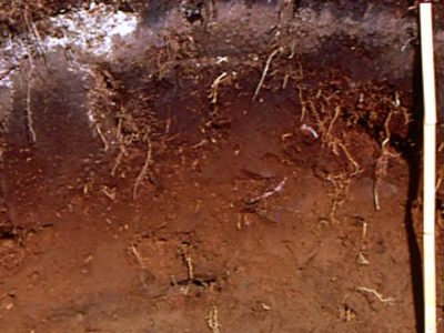 Ferro-Humic Podzol Profile