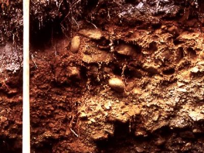 Ferro-Humic Podzol Profile 