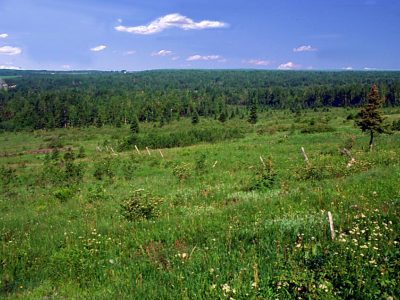 Humic Podzol Landscape