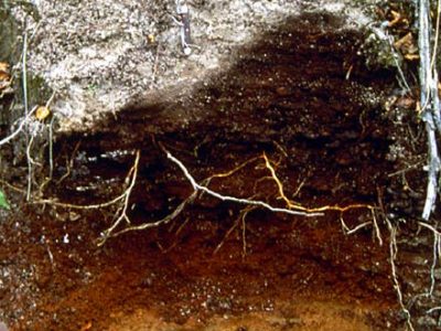 Humic Podzol Profile