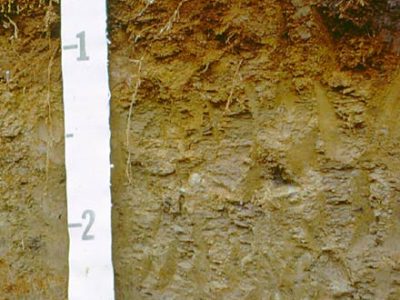 Humo-Ferric Podzol Profile
