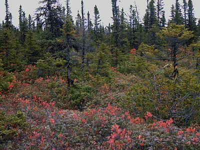 Placic Podzol Landscape