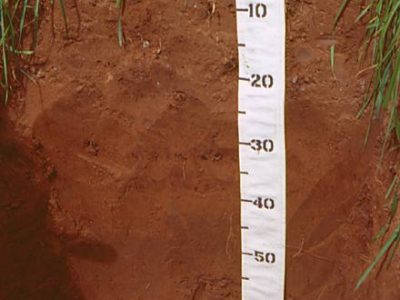 Regosolic Alluvial Profile