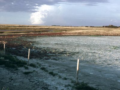 Saline Regosol Landscape
